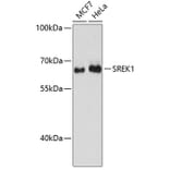 Western Blot - Anti-SREK1 Antibody (A90626) - Antibodies.com