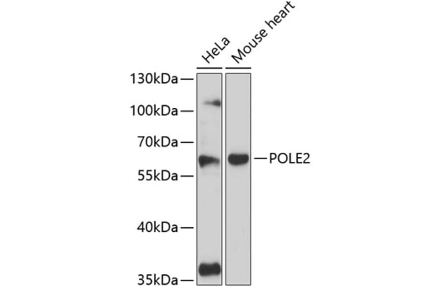 Western Blot - Anti-DNA Polymerase epsilon p59 Antibody (A90627) - Antibodies.com