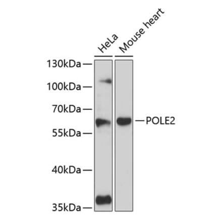 Western Blot - Anti-DNA Polymerase epsilon p59 Antibody (A90627) - Antibodies.com