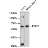 Western Blot - Anti-DNA Polymerase epsilon p59 Antibody (A90627) - Antibodies.com