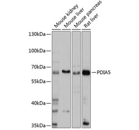 Western Blot - Anti-PDIA5 Antibody (A90628) - Antibodies.com
