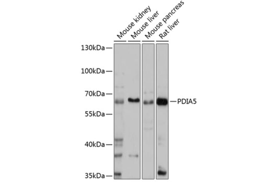 Western Blot - Anti-PDIA5 Antibody (A90628) - Antibodies.com