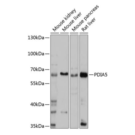 Western Blot - Anti-PDIA5 Antibody (A90628) - Antibodies.com