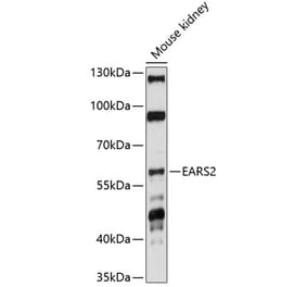 Western Blot - Anti-EARS2 Antibody (A90630) - Antibodies.com