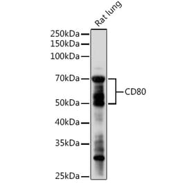Western Blot - Anti-CD80 Antibody (A90634) - Antibodies.com