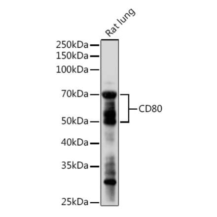 Western Blot - Anti-CD80 Antibody (A90634) - Antibodies.com