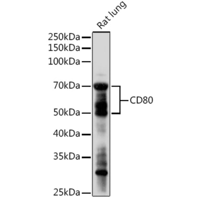 Western Blot - Anti-CD80 Antibody (A90634) - Antibodies.com