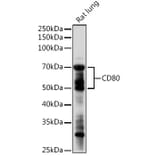 Western Blot - Anti-CD80 Antibody (A90634) - Antibodies.com
