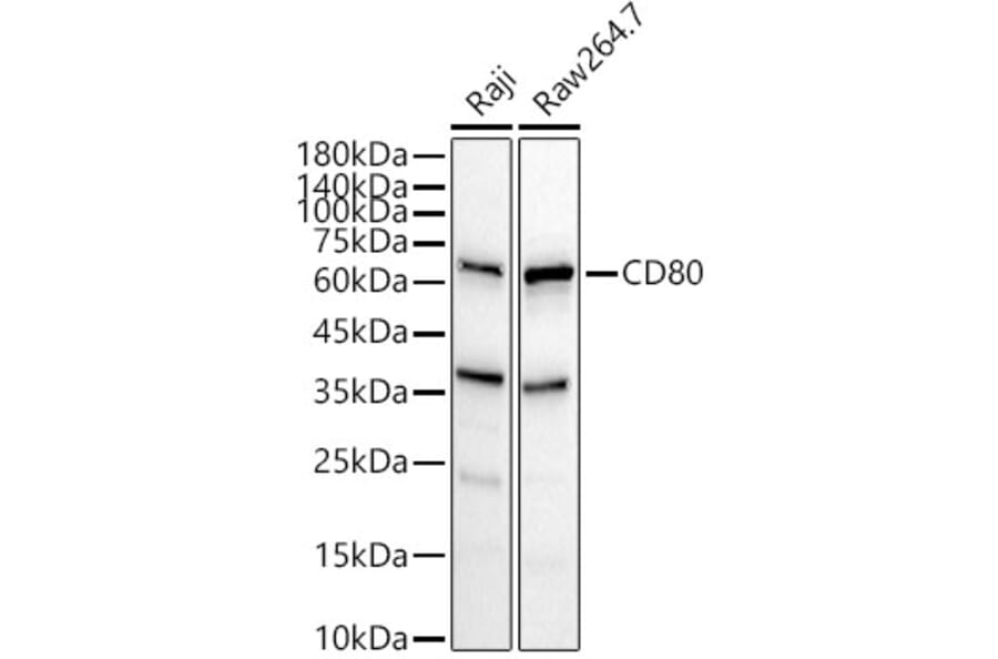 Western Blot - Anti-CD80 Antibody (A90634) - Antibodies.com