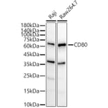 Western Blot - Anti-CD80 Antibody (A90634) - Antibodies.com