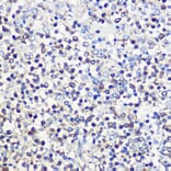 Immunohistochemistry - Anti-CD80 Antibody (A90634) - Antibodies.com