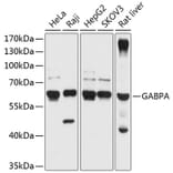 Western Blot - Anti-GABPA Antibody (A90635) - Antibodies.com