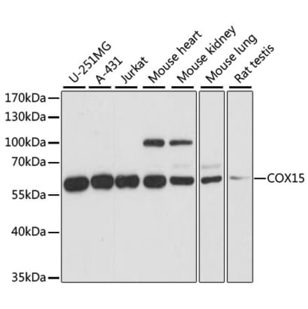 Western Blot - Anti-COX15 Antibody (A90637) - Antibodies.com