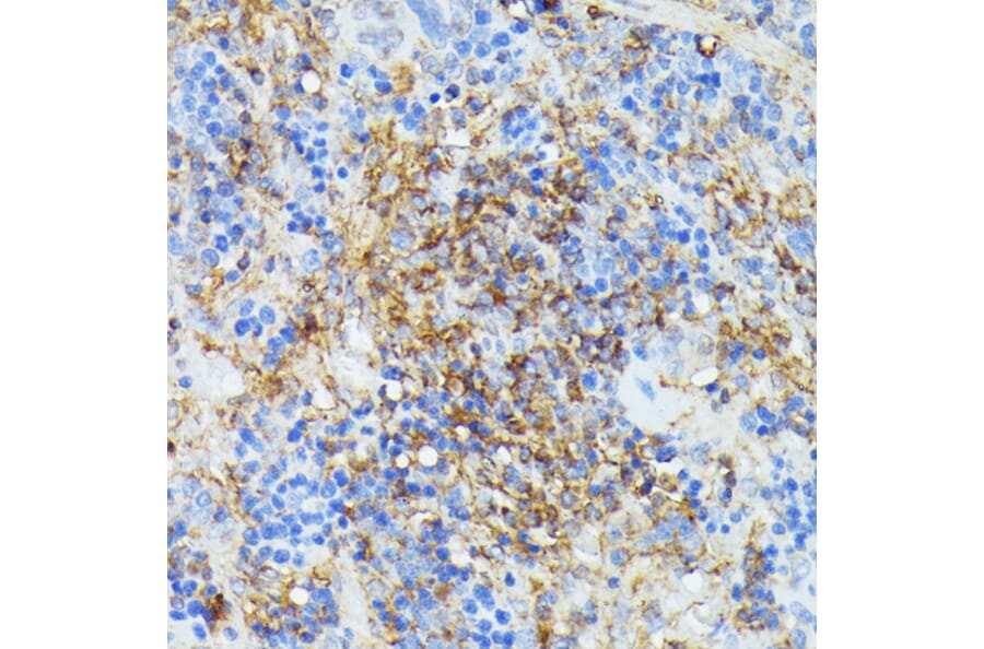 Immunohistochemistry - Anti-COX15 Antibody (A90637) - Antibodies.com