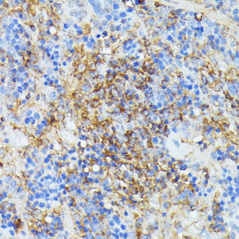 Immunohistochemistry - Anti-COX15 Antibody (A90637) - Antibodies.com