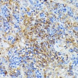 Immunohistochemistry - Anti-COX15 Antibody (A90637) - Antibodies.com