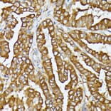 Immunohistochemistry - Anti-COX15 Antibody (A90637) - Antibodies.com