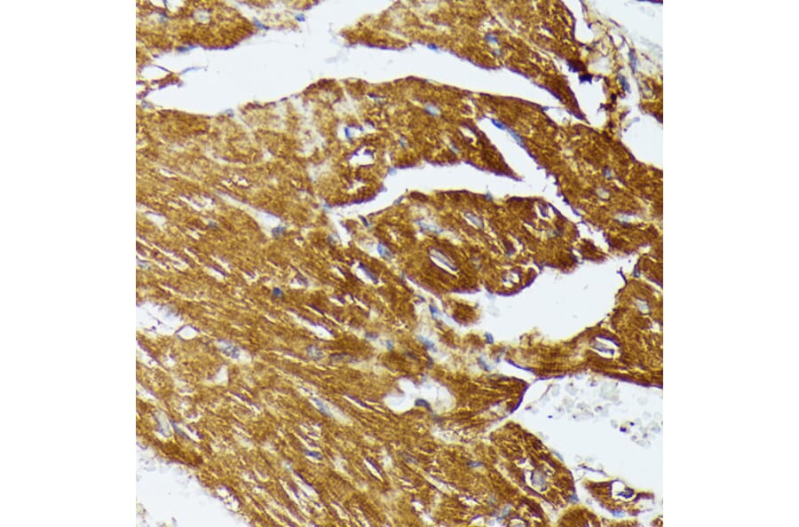 Immunohistochemistry - Anti-COX15 Antibody (A90637) - Antibodies.com