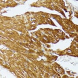 Immunohistochemistry - Anti-COX15 Antibody (A90637) - Antibodies.com