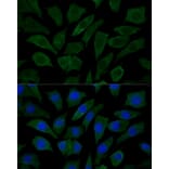 Immunofluorescence - Anti-COX15 Antibody (A90637) - Antibodies.com