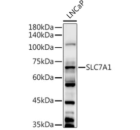 Western Blot - Anti-SLC7A1 Antibody (A90646) - Antibodies.com
