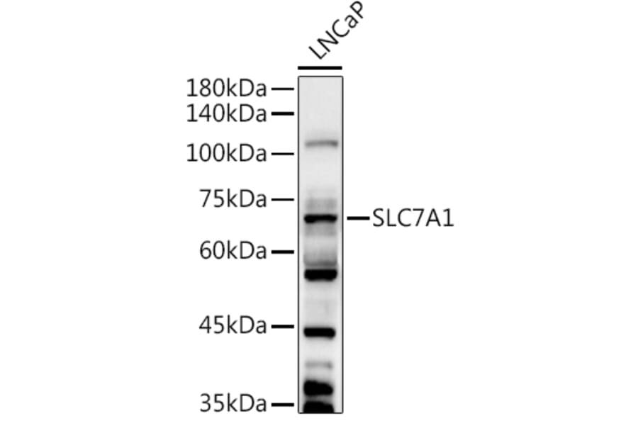 Western Blot - Anti-SLC7A1 Antibody (A90646) - Antibodies.com