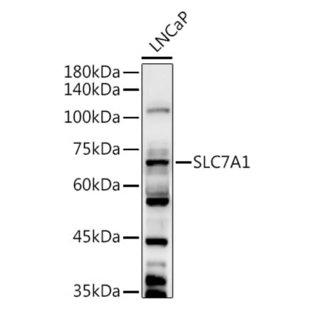 Western Blot - Anti-SLC7A1 Antibody (A90646) - Antibodies.com