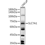 Western Blot - Anti-SLC7A1 Antibody (A90646) - Antibodies.com