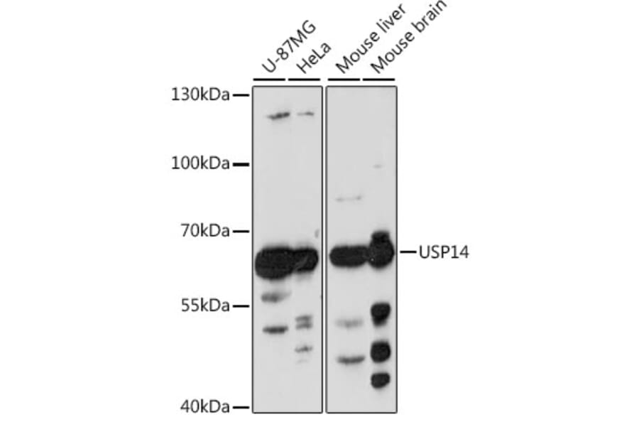 Western Blot - Anti-USP14/TGT Antibody (A90649) - Antibodies.com