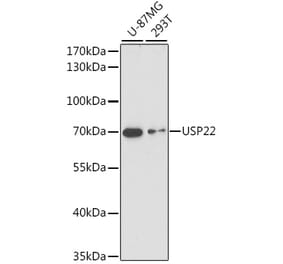 Western Blot - Anti-USP22 Antibody (A90650) - Antibodies.com