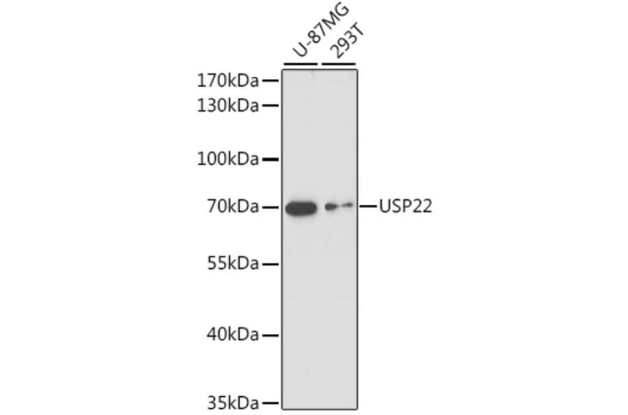 Western Blot - Anti-USP22 Antibody (A90650) - Antibodies.com