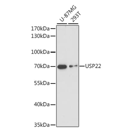 Western Blot - Anti-USP22 Antibody (A90650) - Antibodies.com