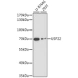 Western Blot - Anti-USP22 Antibody (A90650) - Antibodies.com