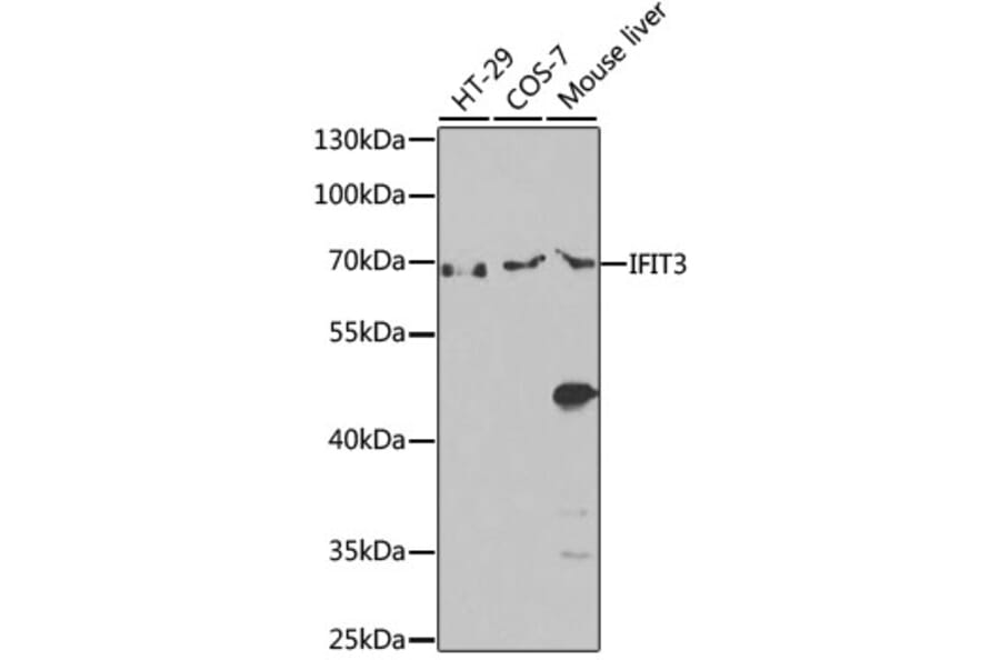 Western Blot - Anti-IFIT3/P60 Antibody (A90651) - Antibodies.com