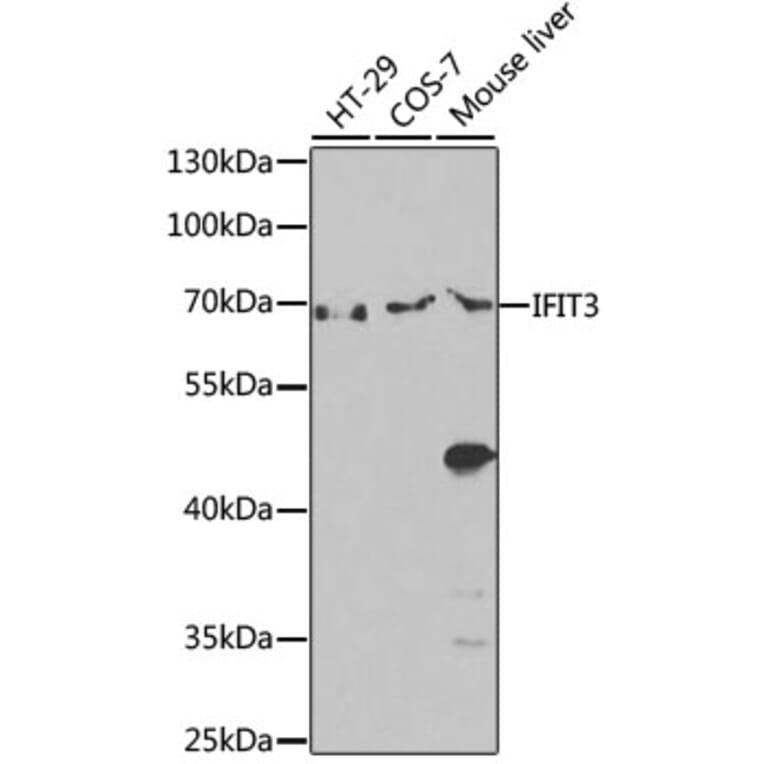 Western Blot - Anti-IFIT3/P60 Antibody (A90651) - Antibodies.com