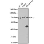 Western Blot - Anti-IFIT3/P60 Antibody (A90651) - Antibodies.com