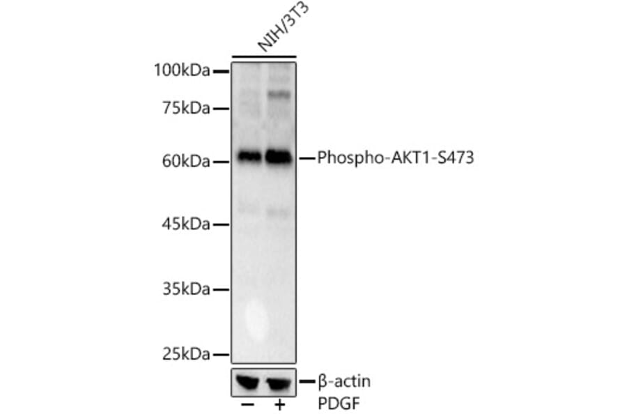 Western Blot - Anti-AKT1 (phospho Ser473) Antibody (A90652) - Antibodies.com