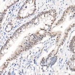 Immunohistochemistry - Anti-AKT1 (phospho Ser473) Antibody (A90652) - Antibodies.com