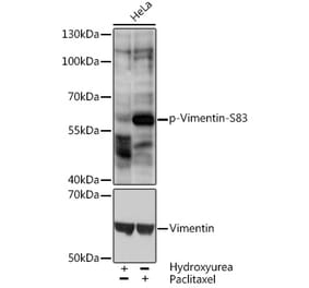 Western Blot - Anti-Vimentin (phospho Ser83) Antibody (A90654) - Antibodies.com