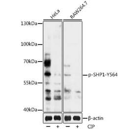 Western Blot - Anti-SHP1 (phospho Tyr564) Antibody (A90655) - Antibodies.com