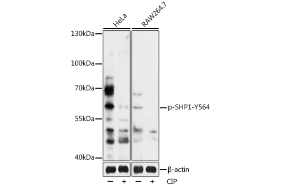 Western Blot - Anti-SHP1 (phospho Tyr564) Antibody (A90655) - Antibodies.com