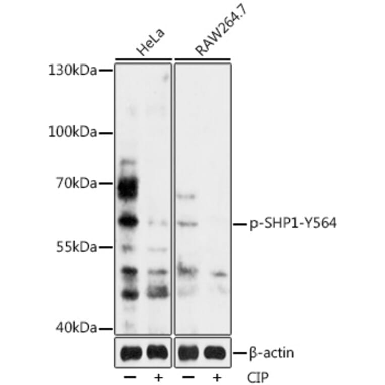 Western Blot - Anti-SHP1 (phospho Tyr564) Antibody (A90655) - Antibodies.com