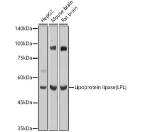 Western Blot - Anti-Lipoprotein lipase Antibody (A90656) - Antibodies.com