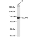 Western Blot - Anti-SLC1A5/ASCT2 Antibody (A90658) - Antibodies.com
