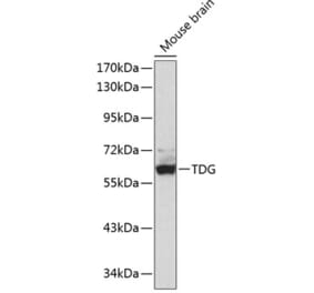 Western Blot - Anti-TDG Antibody (A90660) - Antibodies.com