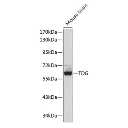 Western Blot - Anti-TDG Antibody (A90660) - Antibodies.com