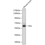 Western Blot - Anti-TDG Antibody (A90660) - Antibodies.com