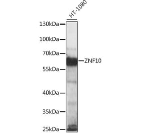 Western Blot - Anti-ZNF10 Antibody (A90662) - Antibodies.com