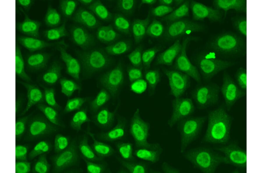 Immunofluorescence - Anti-Chk2 Antibody (A90663) - Antibodies.com