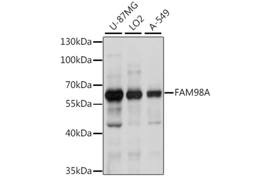 Western Blot - Anti-FAM98A Antibody (A90664) - Antibodies.com
